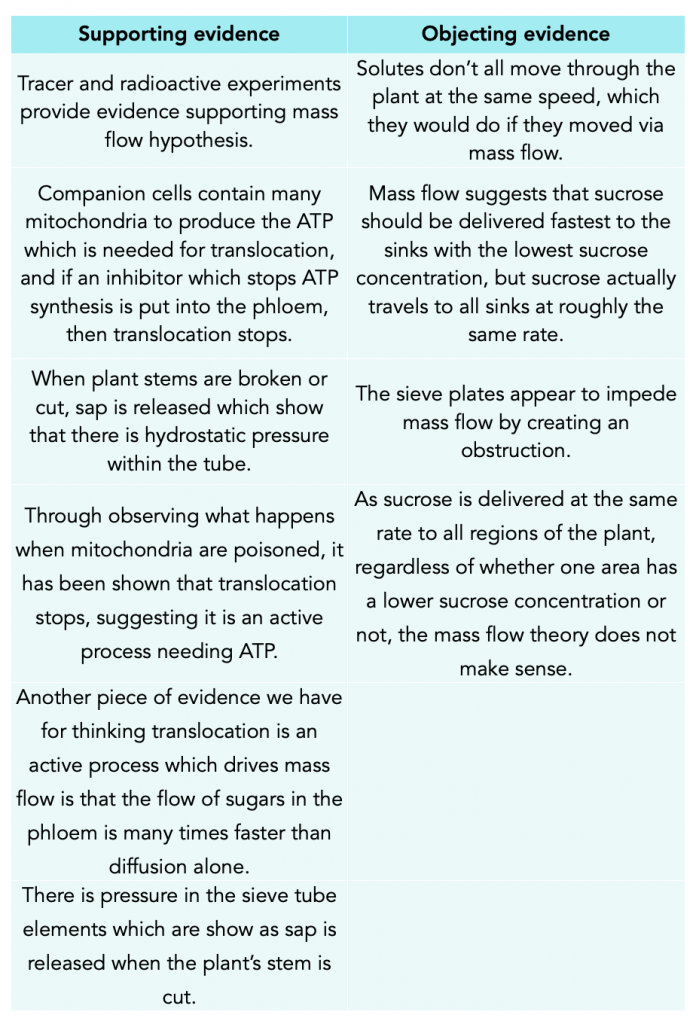 Translocation and Evidence of the Mass Flow Hypothesis – Exam-Corner
